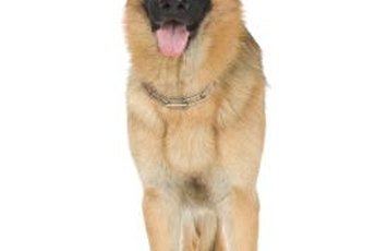 German shepherds are predisposed to developing hip dysplasia.