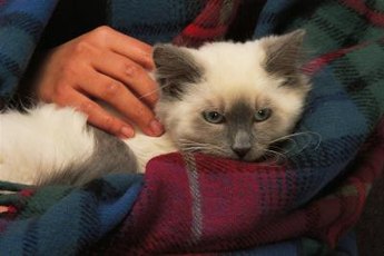 The FVRCP vaccine aims to protect kittens from viruses.