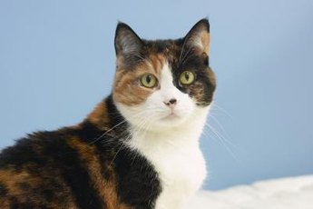 Cats with kidney disease can benefit from homemade meals.