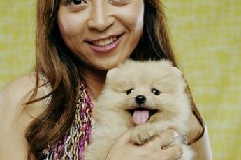 Good eating habits are fundamental for healthy and happy Pomeranians.