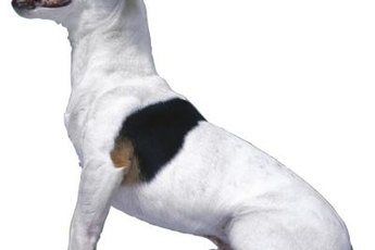 For a small dog, your Jack Russell can leave behind a lot of hair.