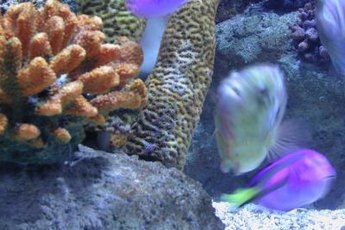 Thriving aquariums require appropriate and consistent nitrate levels.