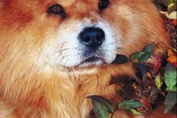 Chow chows have a double-density coat, or two coats.