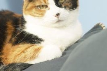 "I'm not going back to the vet with you today."