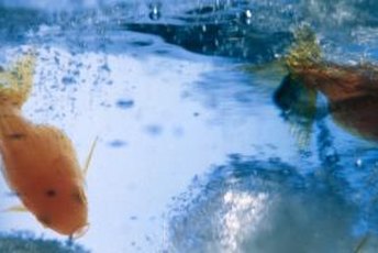 Aquarium scum can be caused by a number of factors.