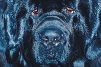 The Newfie is a gentle giant.