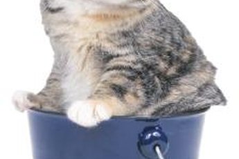 Hyperesthesia is a disorder that causes cats to exhibit strange behaviors.