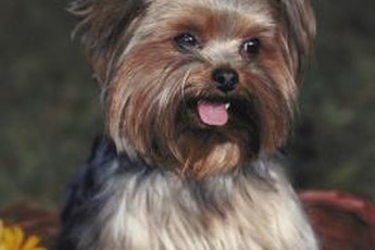 The diminutive Yorkie requires lots of protein to fuel the growth of his constantly growing coat.