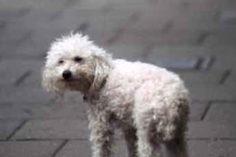 If inflamed skin causes your poodle to scratch incessantly, she's liable to cause a secondary infection.