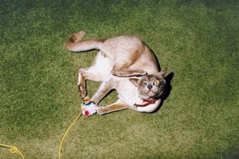 Fleas can cause skin irritations, hair loss and inflammation.