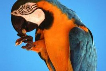 Parrots can eat most people food, but some things may be harmful to them.