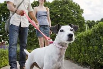 Dogs should walk calmly by their owner's side when on a leash.
