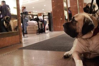 A mirror test is one way to measure a dog's self-awareness level.