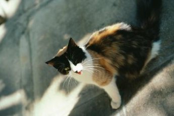 Send strays away to party somewhere else.