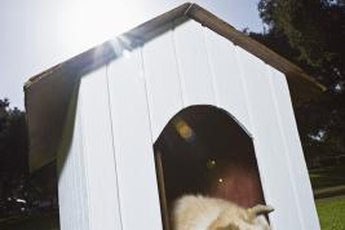 Persuade Fido to use his doghouse by leaving food inside.