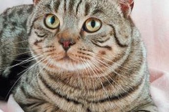 American shorthair cats are known for being patient, loving and affectionate.
