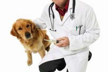 Allergy testing lets your veterinarian develop a custom treatment for your dog.