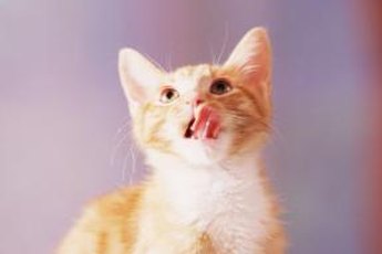 Your cat's tongue is the delivery system of her antibacterial saliva.