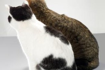 A new cat in the home can trigger territorial conflict.