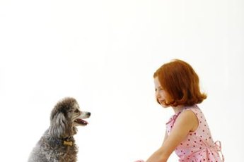 Having an anemic poodle is tough on the whole family.