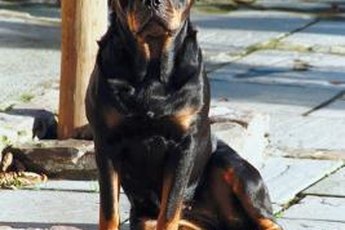 Rottweilers look tough, but sometimes looks are deceiving.