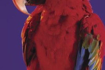 Help your noisy birdie quiet down.