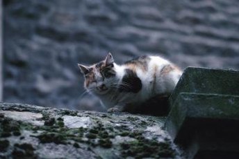 If a feral cat's ear is fully intact, she probably hasn't been fixed.