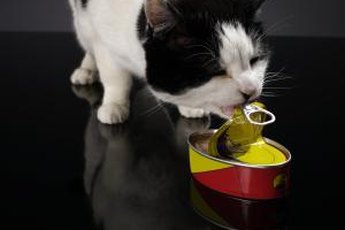 Monitor your cat's eating habits so that changes can be addressed.