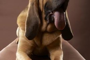 The outer ear of a bloodhound is relatively large.