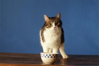 While training Kitty to stay off the table, get in the practice of wiping the surface before meals.