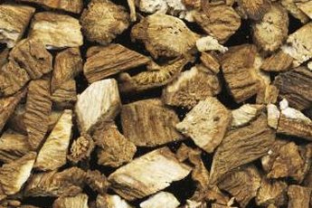 Burdock root has been used as an herbal medicine for centuries.