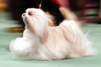 The Maltese is a tiny white dog with a long, flowing coat.