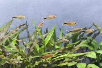 Nobody wants algae all over their aquarium plants and decorations.