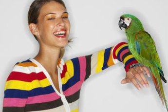 Parrots can be taught to mimic human speech.