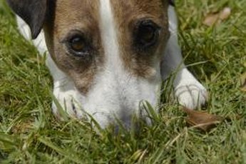 Sniffing helps dogs decide where to do their business.