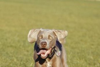 Exercising your pooch helps him calm down.