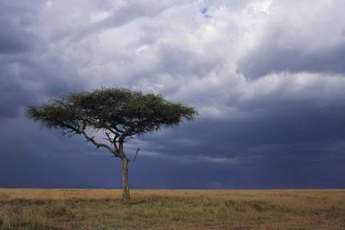 Acacia trees are common in warmer parts of Australia, Asia and the Pacific islands.