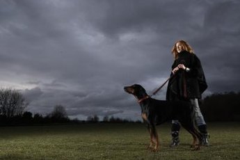 A rescued Doberman pinscher can be a perfect companion.