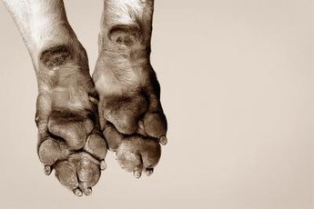 Conditioners keep your dog's feet from drying out and cracking.