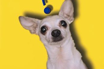 If you're confused, imagine how Fido feels.