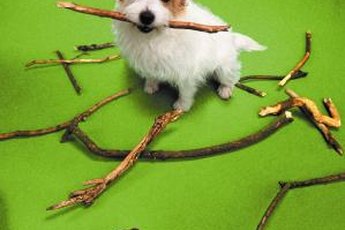 Chewing on wood is natural, but can become dangerous for your pup.