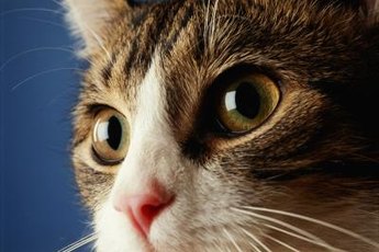 Unequal pupil size in cats is known as anisocoria.