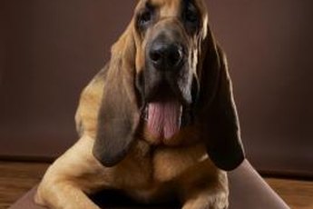 Bloodhounds are highly trainable with patience and positive reinforcement.
