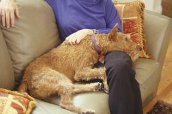 Irish terriers don't require much grooming.