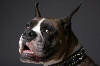 Your beloved boxer's wrinkles are bacteria magnets.