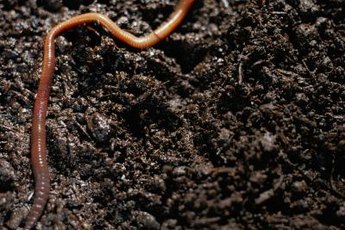 Earthworms can create commercially valuable compost from organic waste (see References 1).