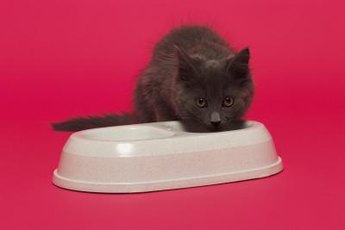 A kitten's body needs a very particular kind of nutrition, full stop.