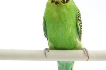 Variety and safety are factors to consider when choosing the number of perches.