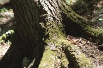 Foundation damage caused by tree roots usually isn't covered by homeowner's insurance.