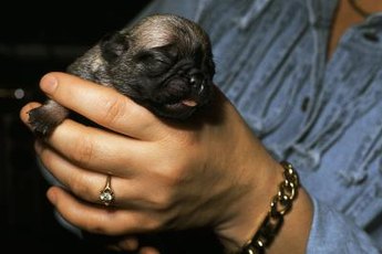 Milk is the key to optimal health in a newborn puppy's life.